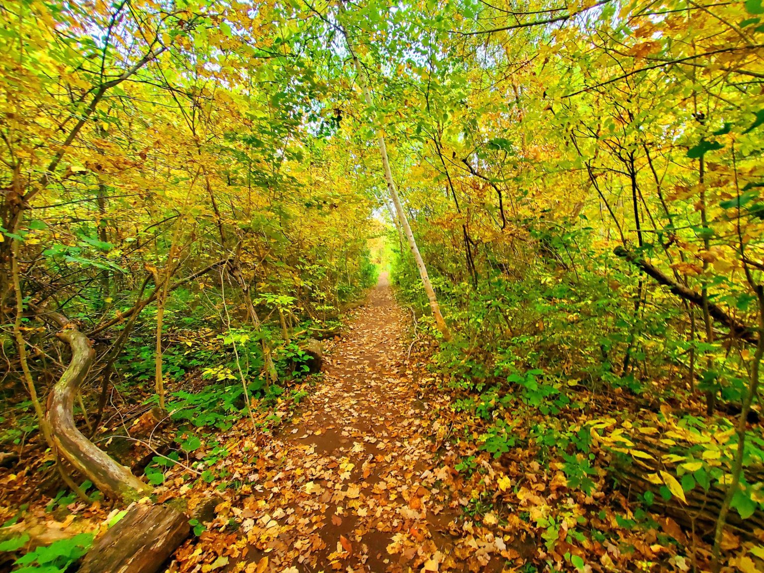 TOP 4 FALL SEASON HIKING TRAILS IN GEORGETOWN, ON - GoHikeTravel